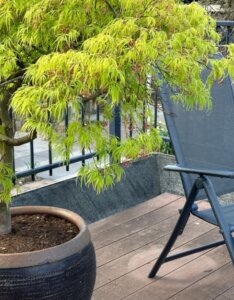Acer palmatum Dissectum - Érable du Japon - En pot
