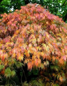 Acer palmatum Dissectum - Érable du Japon - Automne