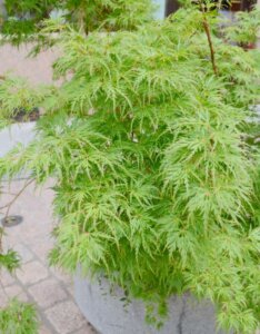 Acer palmatum Dissectum - Érable du Japon - Pot