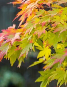 Acer-palmatum-Erable-du-Japon-Erable-palme - Feuillage d'automne
