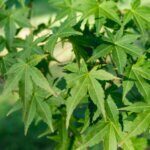 Acer palmatum - Érable du Japon - Érable palmé - Feuilles