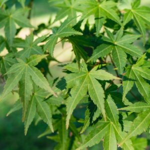 Acer palmatum - Érable du Japon - Érable palmé - Feuilles