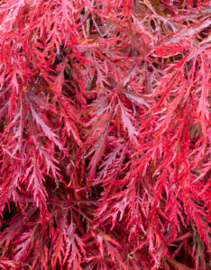 Acer palmatum Garnet - Érable du Japon - feuillage