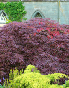Acer palmatum Garnet - Érable du Japon - vue d'ensemble