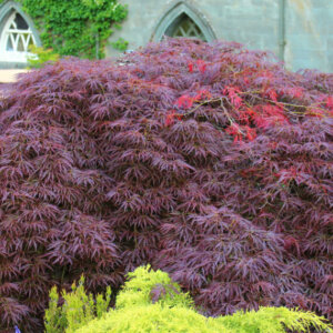Acer palmatum Garnet - Érable du Japon - vue d'ensemble