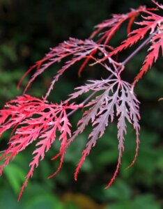 Acer palmatum Garnet - Érable du Japon - Feuilles