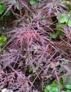 Acer palmatum Garnet - Érable du Japon - Feuilles