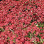 Acer palmatum Inaba-Shidare - Érable du Japon - vue d'ensemble