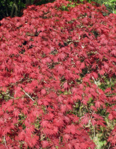 Acer palmatum Inaba-Shidare - Érable du Japon - vue d'ensemble