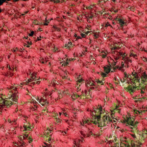 Acer palmatum Inaba-Shidare - Érable du Japon - vue d'ensemble