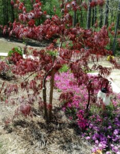Acer palmatum Inaba-Shidare - Érable du Japon - Vue d'ensemble