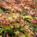 Acer palmatum Little Princess - Érable du Japon