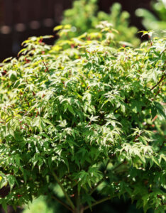 Acer palmatum 'Little Princess' - Érable du Japon - vue d'ensemble été