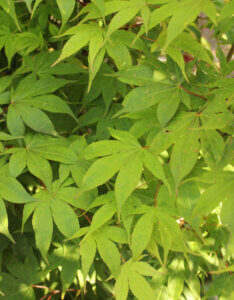 Acer palmatum Osakazuki - Érable du Japon - feuillage printanier