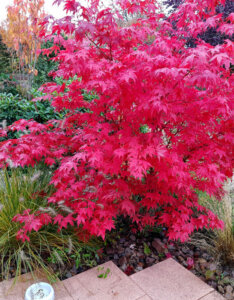 Acer palmatum Osakazuki - Érable du Japon - vue d'ensemble automnale