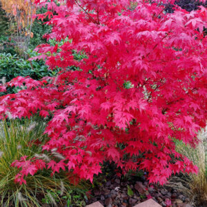 Acer palmatum Osakazuki - Érable du Japon - vue d'ensemble automnale