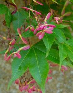 Acer palmatum Osakazuki - Érable du Japon - Fruits