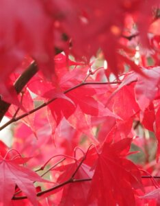 Acer palmatum Osakazuki - Érable du Japon - Feuillage d'automne
