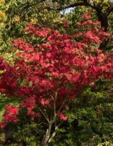 Acer palmatum Osakazuki - Érable du Japon - adulte
