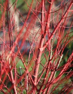Acer palmatum Sangokaku - Erable du Japon - Ecorce rouge