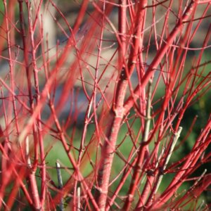 Acer palmatum Sangokaku - Erable du Japon - Ecorce rouge