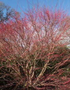 Acer palmatum Sangokaku - Bois en hiver