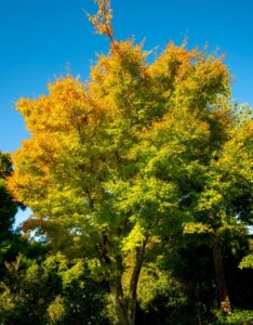 Acer palmatum Sangokaku - Erable du Japon à bois rouge - Adulte