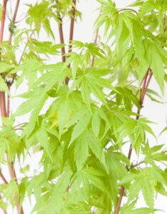 Acer palmatum Sangokaku - Erable du Japon à bois rouge - Feuillage