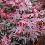 Acer palmatum Shaina - Érable du Japon - feuillage