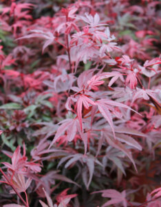 Acer palmatum Shaina - Érable du Japon - feuillage