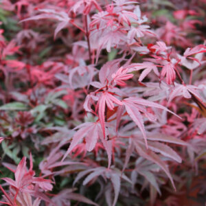 Acer palmatum Shaina - Érable du Japon - feuillage