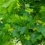 Acer platanoides - Érable plane - feuillage et frucification