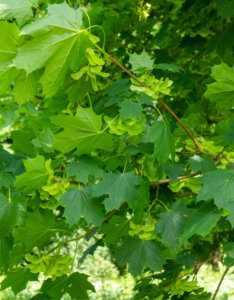 Acer platanoides - Érable plane - feuillage et frucification