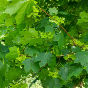 Acer platanoides - Érable plane - feuillage et frucification