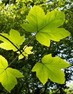 Acer pseudoplatanus - Érable sycomore - feuillage