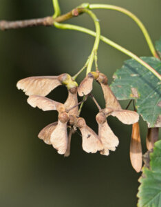 Acer pseudoplatanus - Érable sycomore - fructification