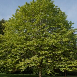 Acer pseudoplatanus - Erable sycomore - Vue de loin