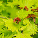 Acer shirasawanum Aureum - Érable du Japon - feuillage et fructification