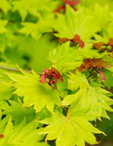 Acer shirasawanum Aureum - Érable du Japon - feuillage et fructification