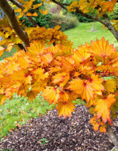 Acer shirasawanum Aureum - Érable du Japon - feuillage automnale