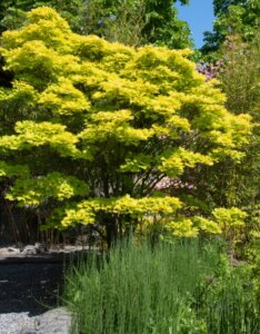 Acer shirasawanum Aureum - Érable du Japon - Taille adulte