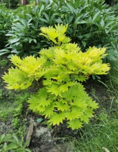 Acer shirasawanum Aureum - Érable du Japon - Vue d'ensemble