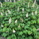 Aesculus parviflora - Pavier blanc - vue d'ensemble fleurie
