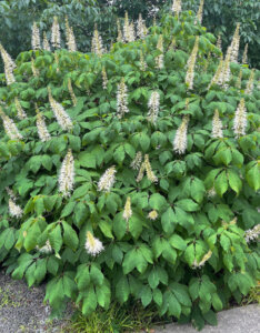 Aesculus parviflora - Pavier blanc - vue d'ensemble fleurie
