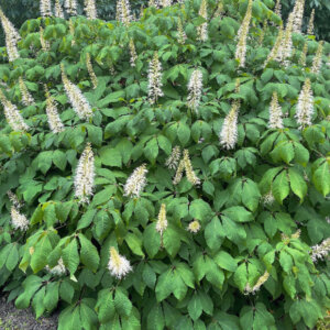 Aesculus parviflora - Pavier blanc - vue d'ensemble fleurie