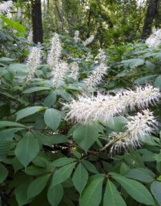 Aesculus parviflora - Pavier blanc - Fleurs