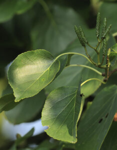 Alnus cordata - Aulne de Corse - feuillage