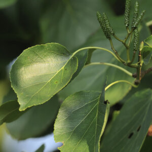 Alnus cordata - Aulne de Corse - feuillage