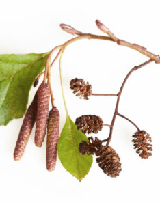 Alnus glutinosa - Aulne glutineux - chatons et cônes