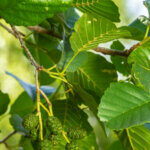 Alnus glutinosa - Aulne glutineux - feuillage